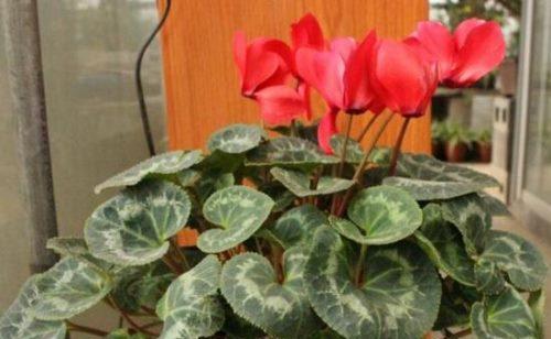 冬季如何养护仙客来