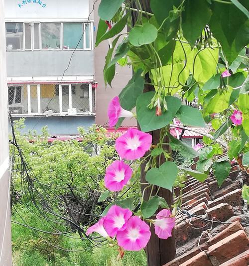 如何用手机拍出繁花拍照风格？需要哪些设置或技巧？