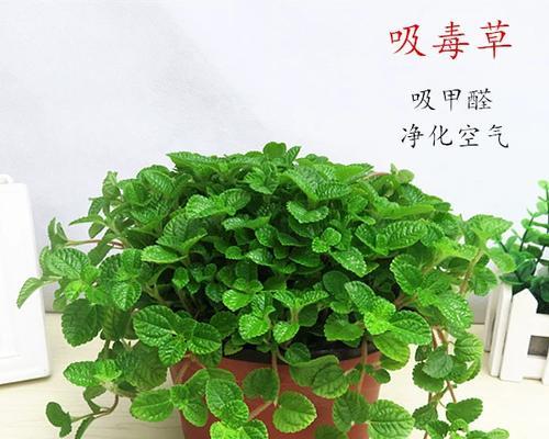 什么花可以吸甲醛吸味道？有效净化空气的植物有哪些？