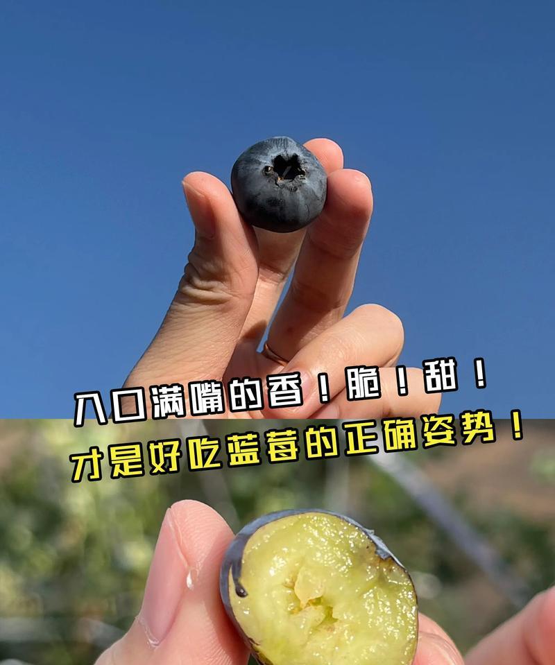 蓝莓清洗技巧大揭秘：如何彻底洗净蓝莓？
