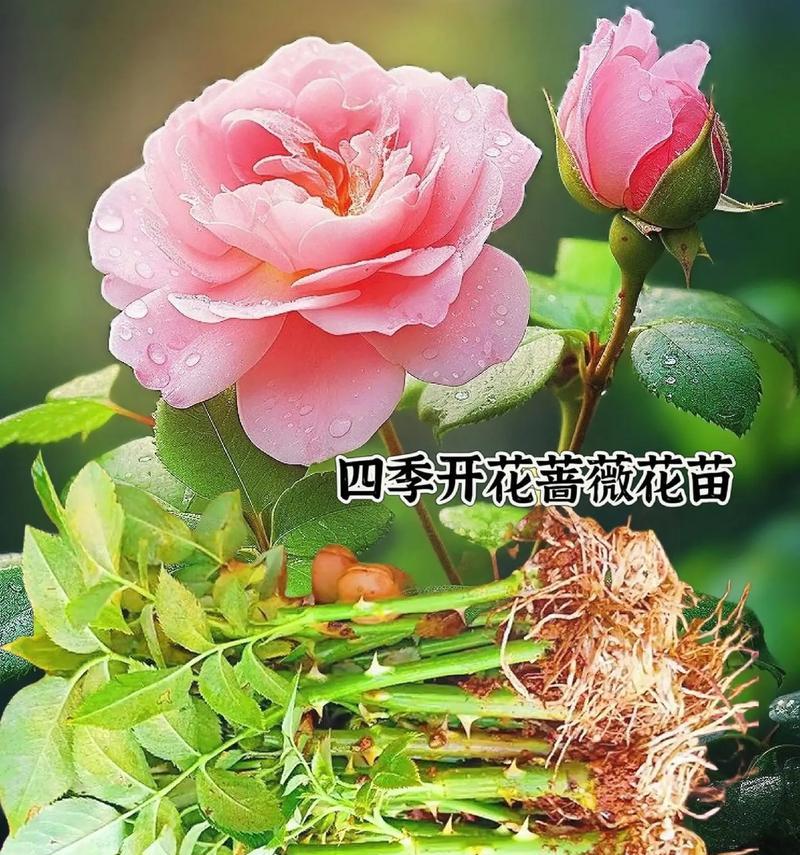 蔷薇与月季的区别是什么？如何区分两者？
