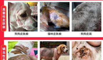冬天狗狗掉毛严重怎么办？有效减少狗狗掉毛的方法是什么？
