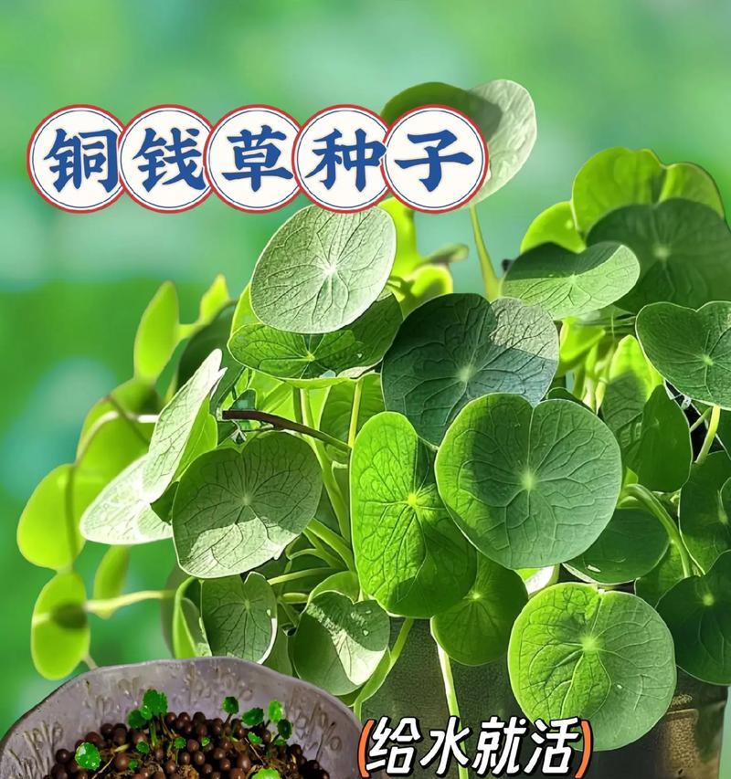 铜钱草怎么养得更好？有哪些简单有效的养护技巧？