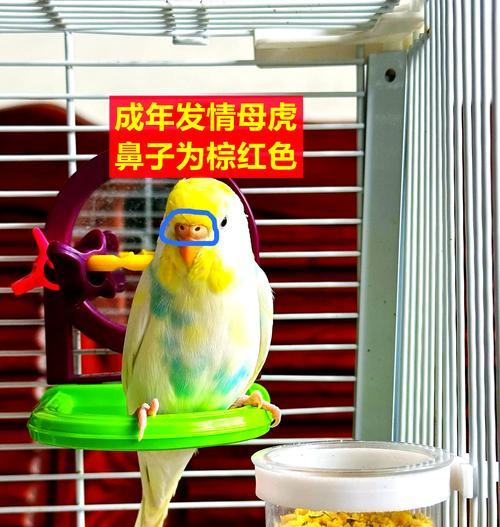 虎皮鹦鹉性别如何区分？雌雄特征有哪些？